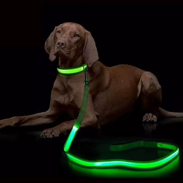 Glow-in-the-Dark Dog Leash